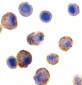 DR5 Antibody